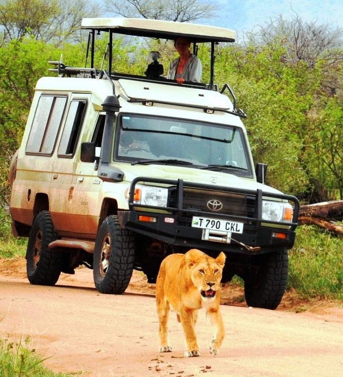 De Big Five spotten safari in Afrika - jeep met leeuw in de Serengeti in Tanzania