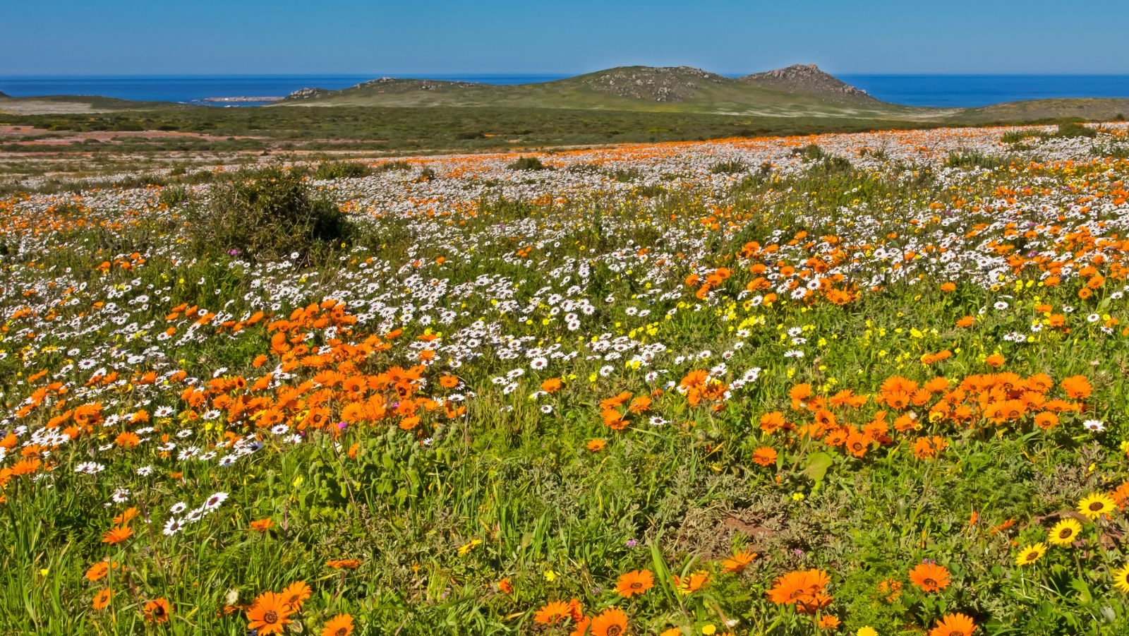 Rondreis Zuid-Afrika, Springbok, Namaqua NP, woestijn in bloei