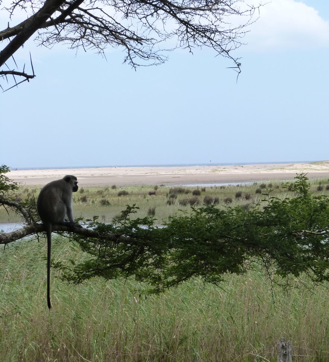 Rondreis Zuid- Afrika, St. Lucia, vallei met aap en boom