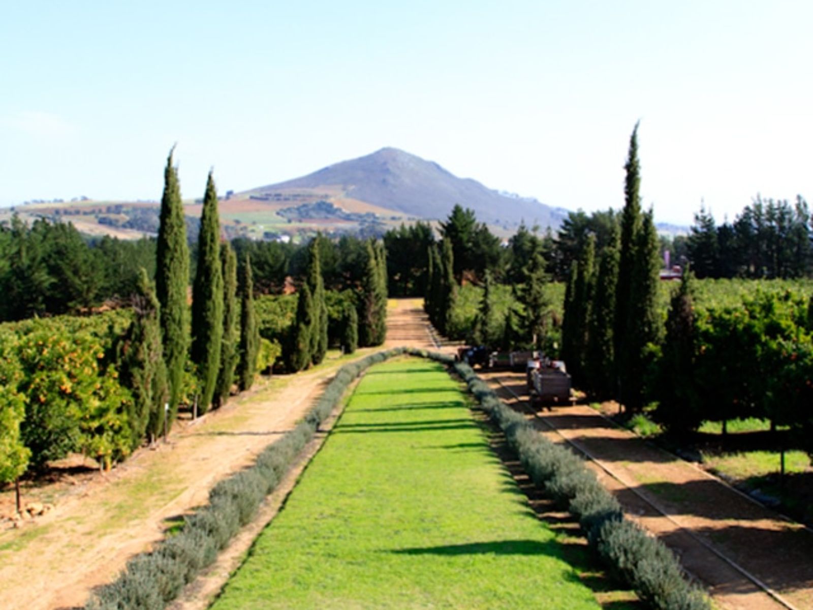 Rondreis Zuid-Afrika, Stellenbosch, Marianne Wine Estate, wijngaarden