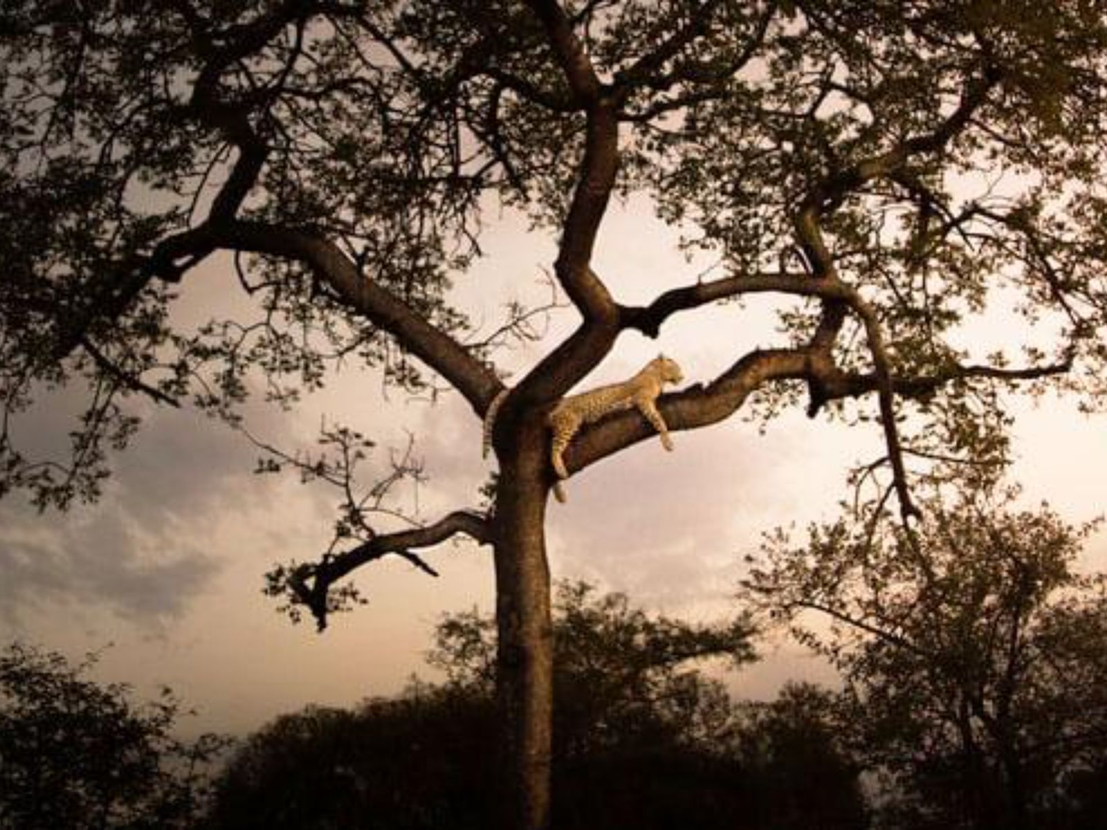 Rondreis Zuid-Afrika, luipaard op een boom