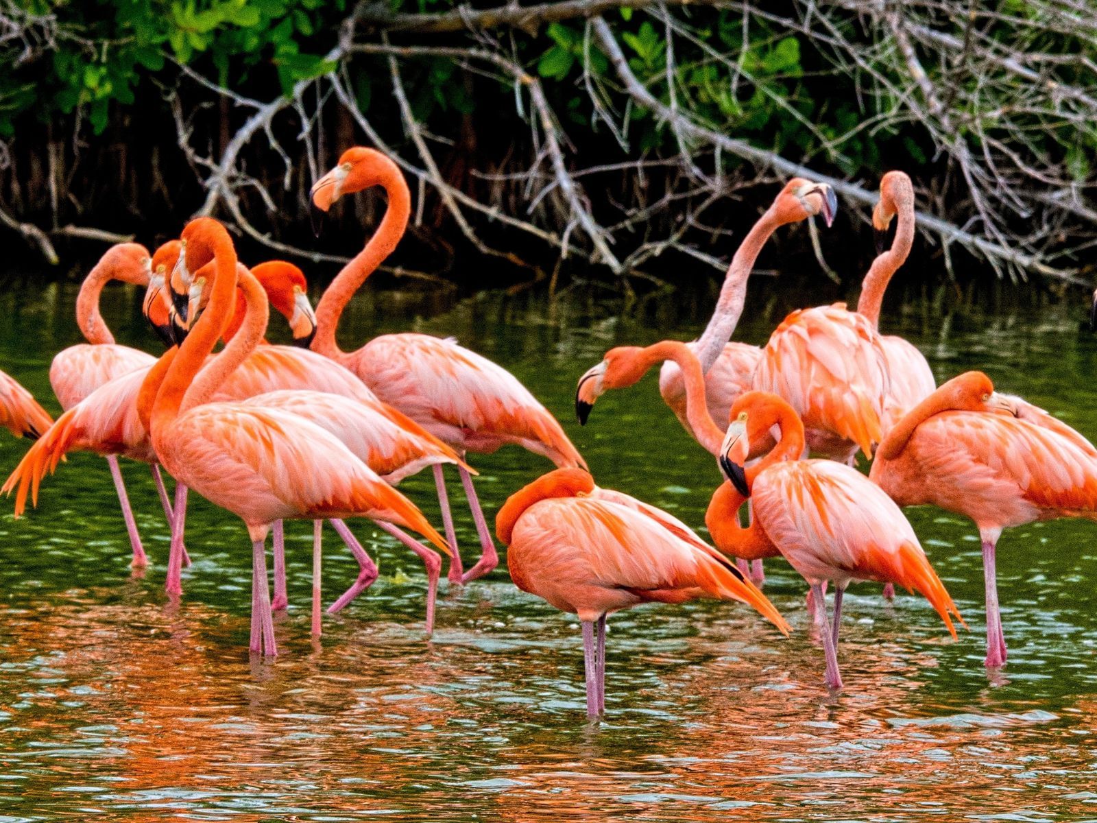 rondreis cuba, cienfuegos, laguna guanaroca, flamingo's