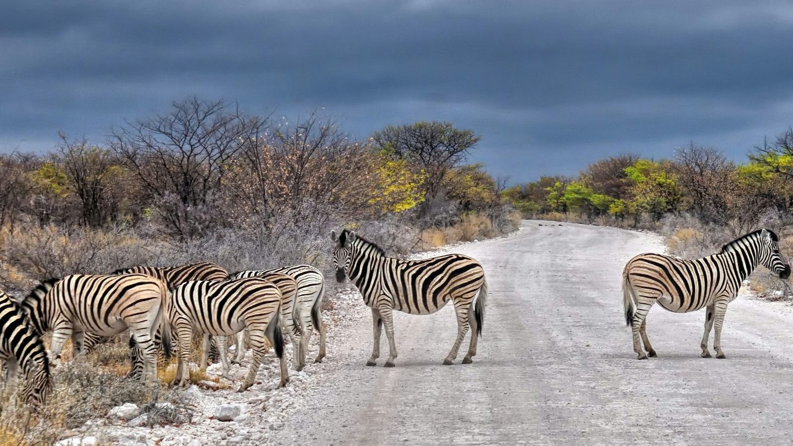 rondreis-namibie-etosha-national-park-2-aspect-ratio-1000-563