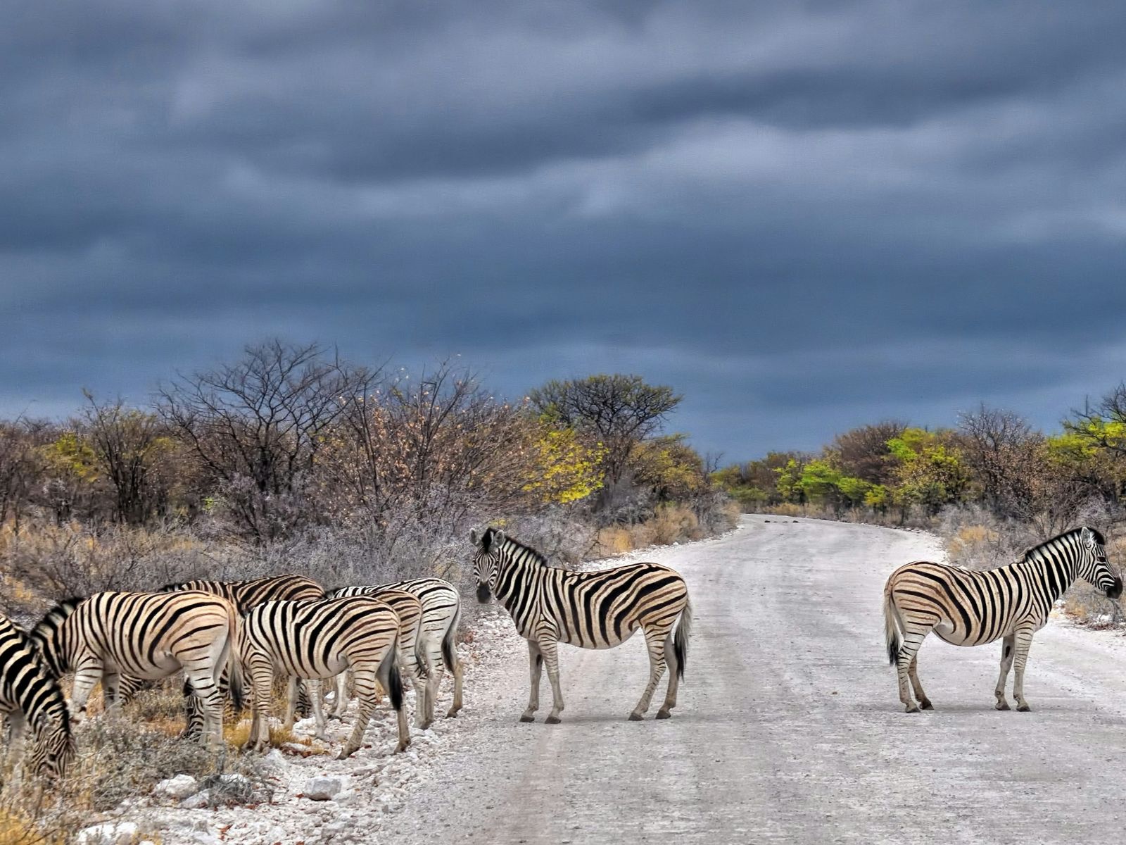 rondreis, namibie, etosha national park, halali, zebra's op de web