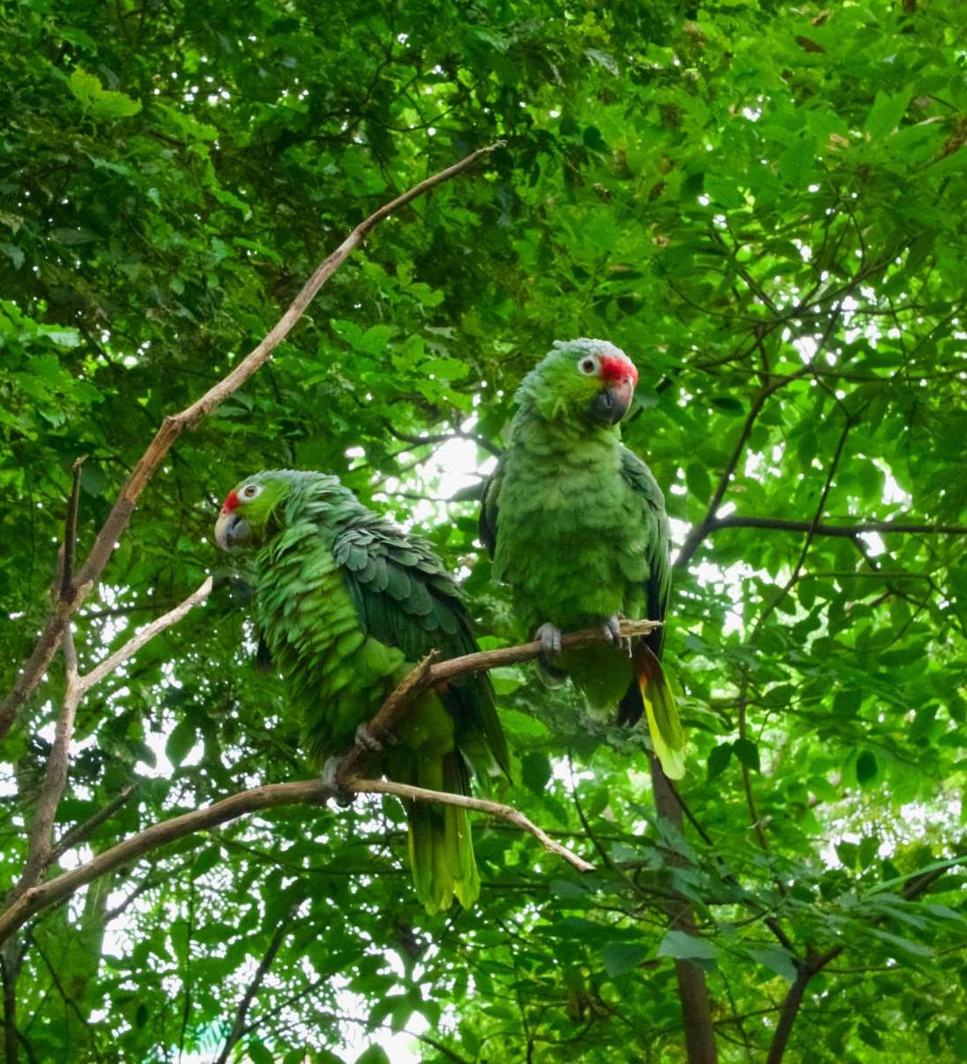 rondreis peru amazone jungle papegaaien