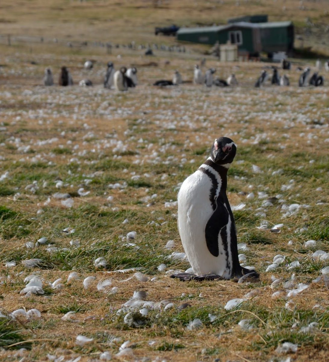 rondreis chili punta arenas pinguin