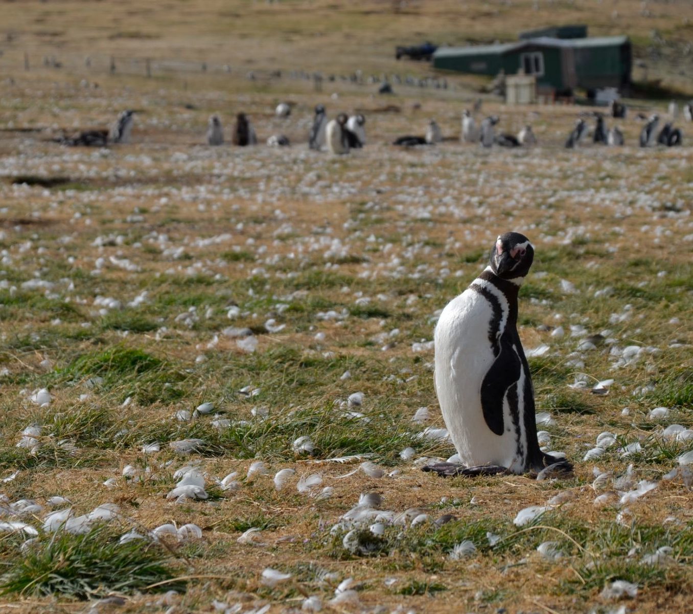 rondreis chili punta arenas pinguin