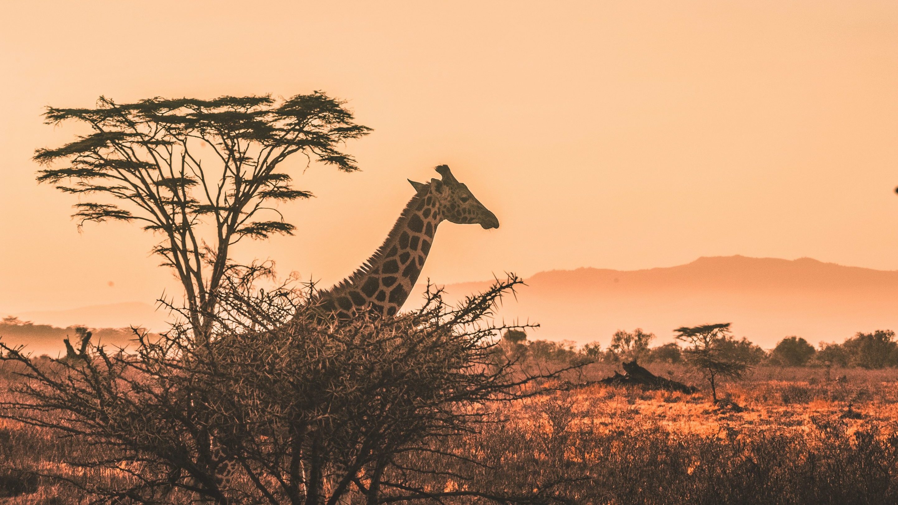 Rondreis Kenia, Serengeti National Park, giraffe