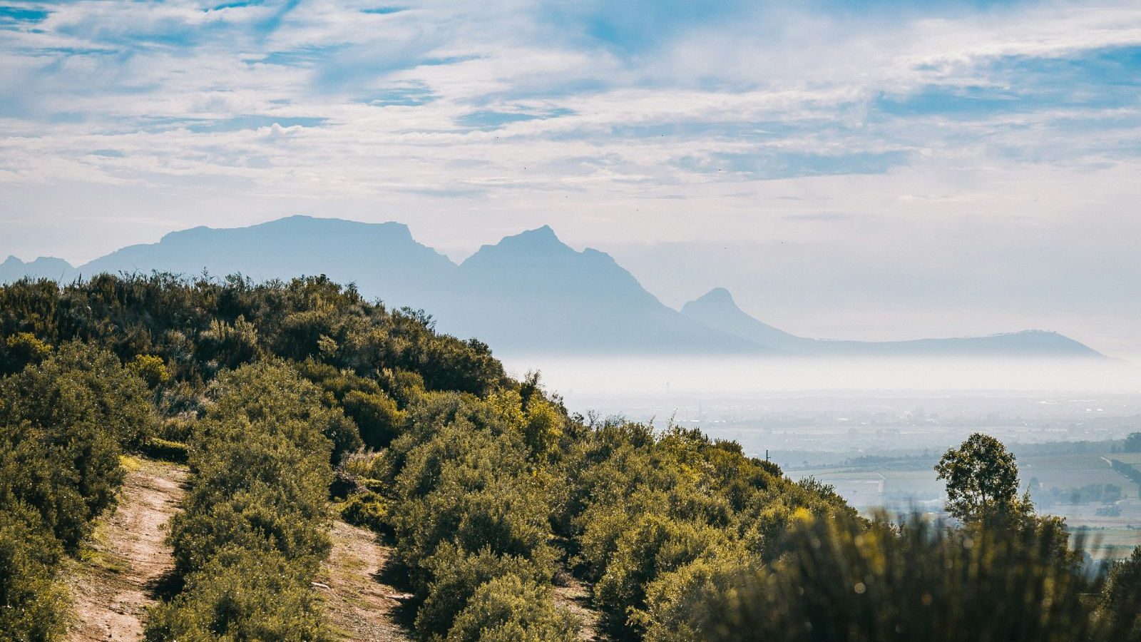 Rondeis Zuid-Afrika, Stellenbosch, wijngaarden