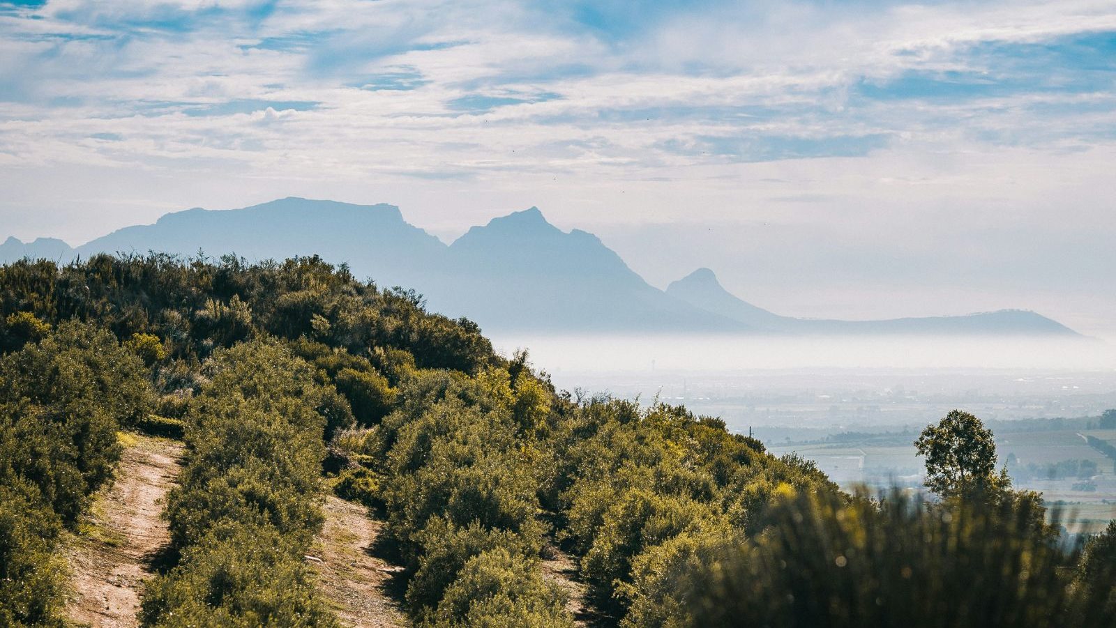 Rondeis Zuid-Afrika, Stellenbosch, wijngaarden