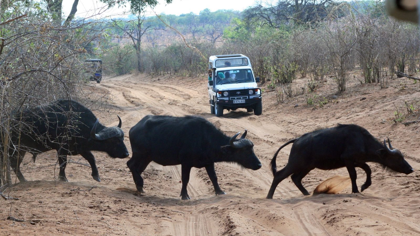 Rondreis Botswana, Chobe National Park, buffalo's steken de weg over