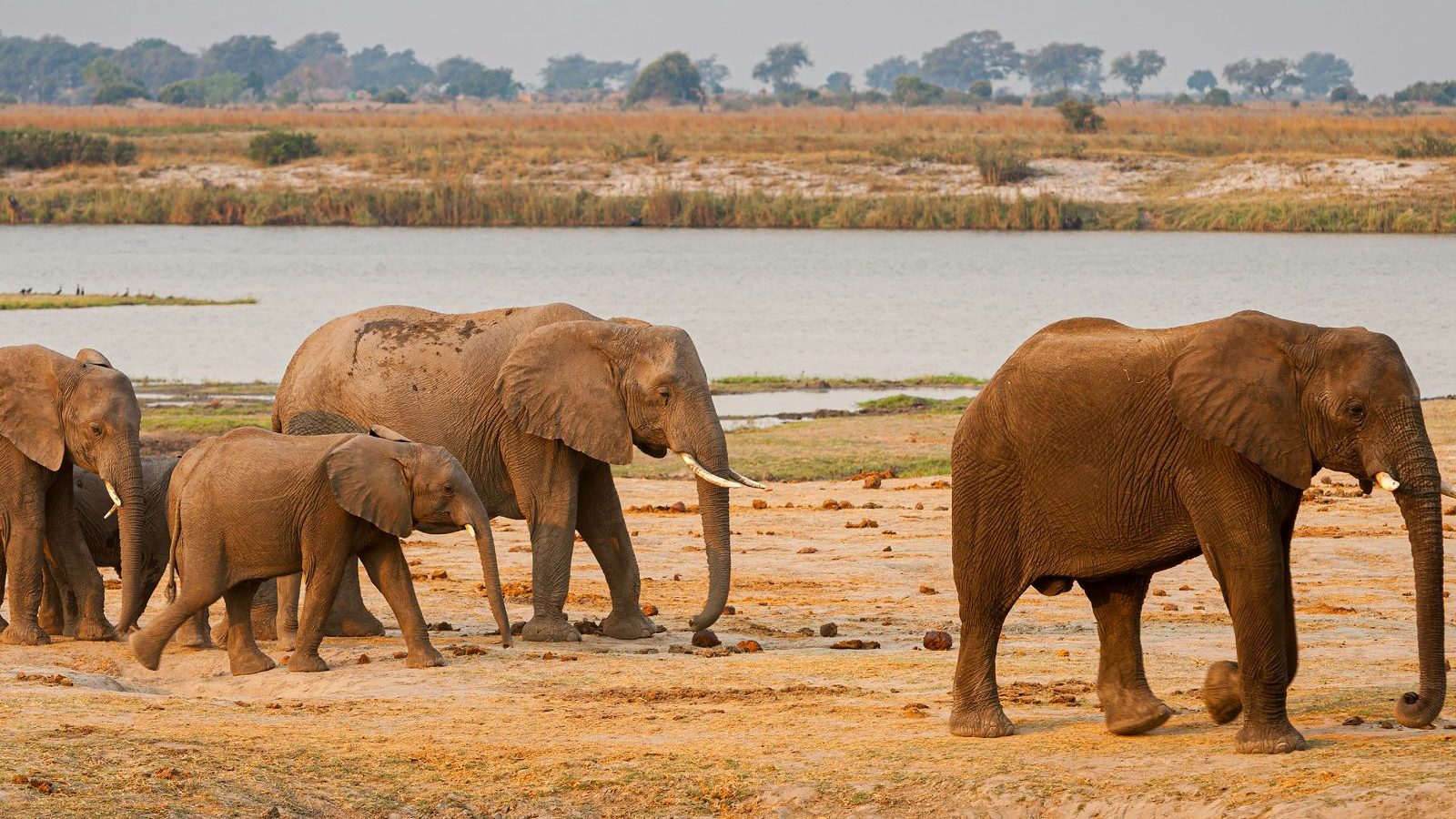 Rondreis Botswana, Chobe National Park, olifanten lopen langs een waterplaats