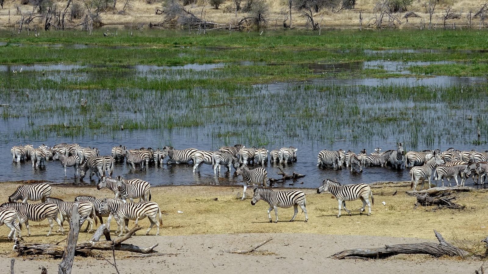 Rondreis Botswana, Makgadikgadi, Makgadikgadi National Park, Kudde zebra's bij water