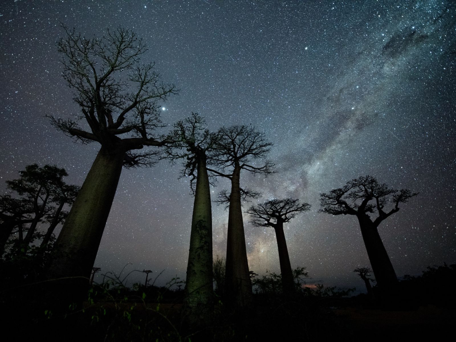 Rondreis Botswana, Makgadikgadi zoutpannen, baobabs bij Bain's Baobabs