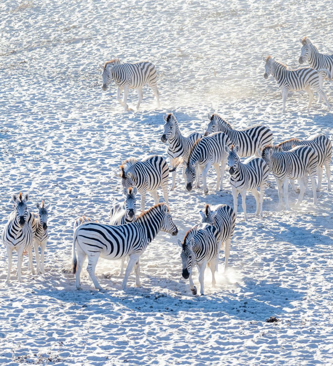 Rondreis-Botswana-Makgadikgadi-zoutpannen-zebras-op-de-zoutvlakte