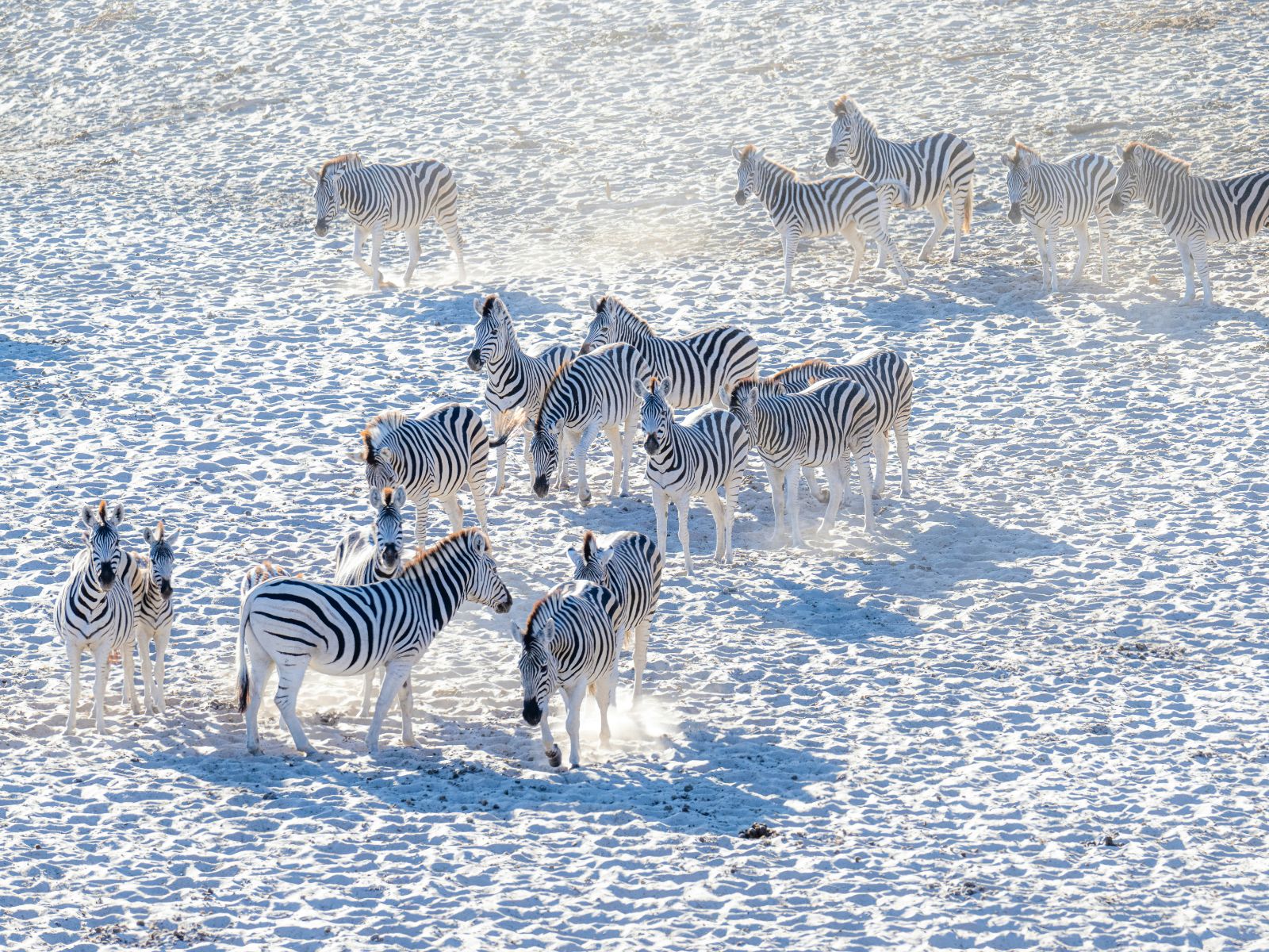 Rondreis Botswana, Makgadikgadi zoutpannen, zebra's op de zoutvlakte