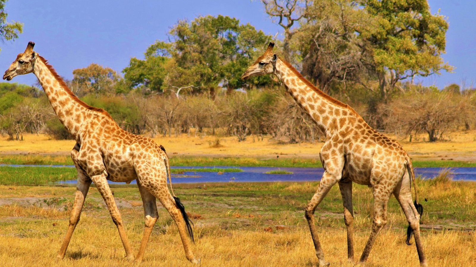 Rondreis Botswana, Okavango Delta, giraffen in het landschap