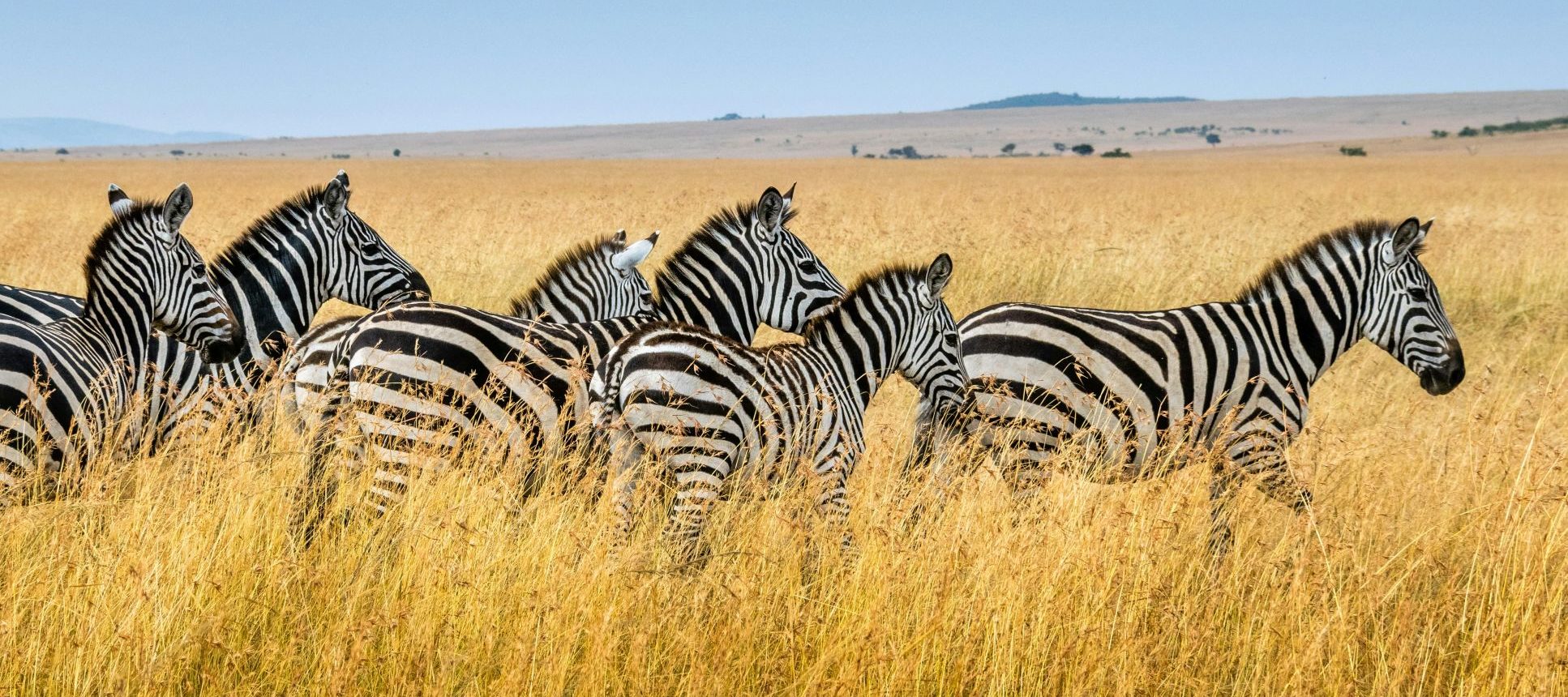Rondreis Kenia, Maasai Mara National Reserve, zebra's op de savanne