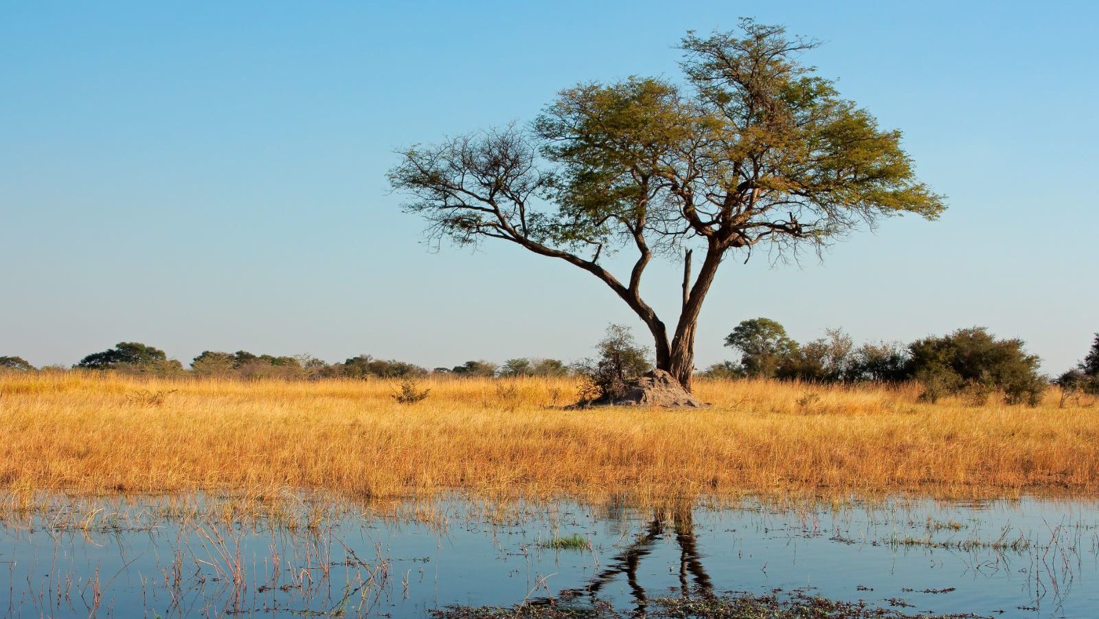 Rondreis Namibië, Caprivi, boom reflecteert in de rivier