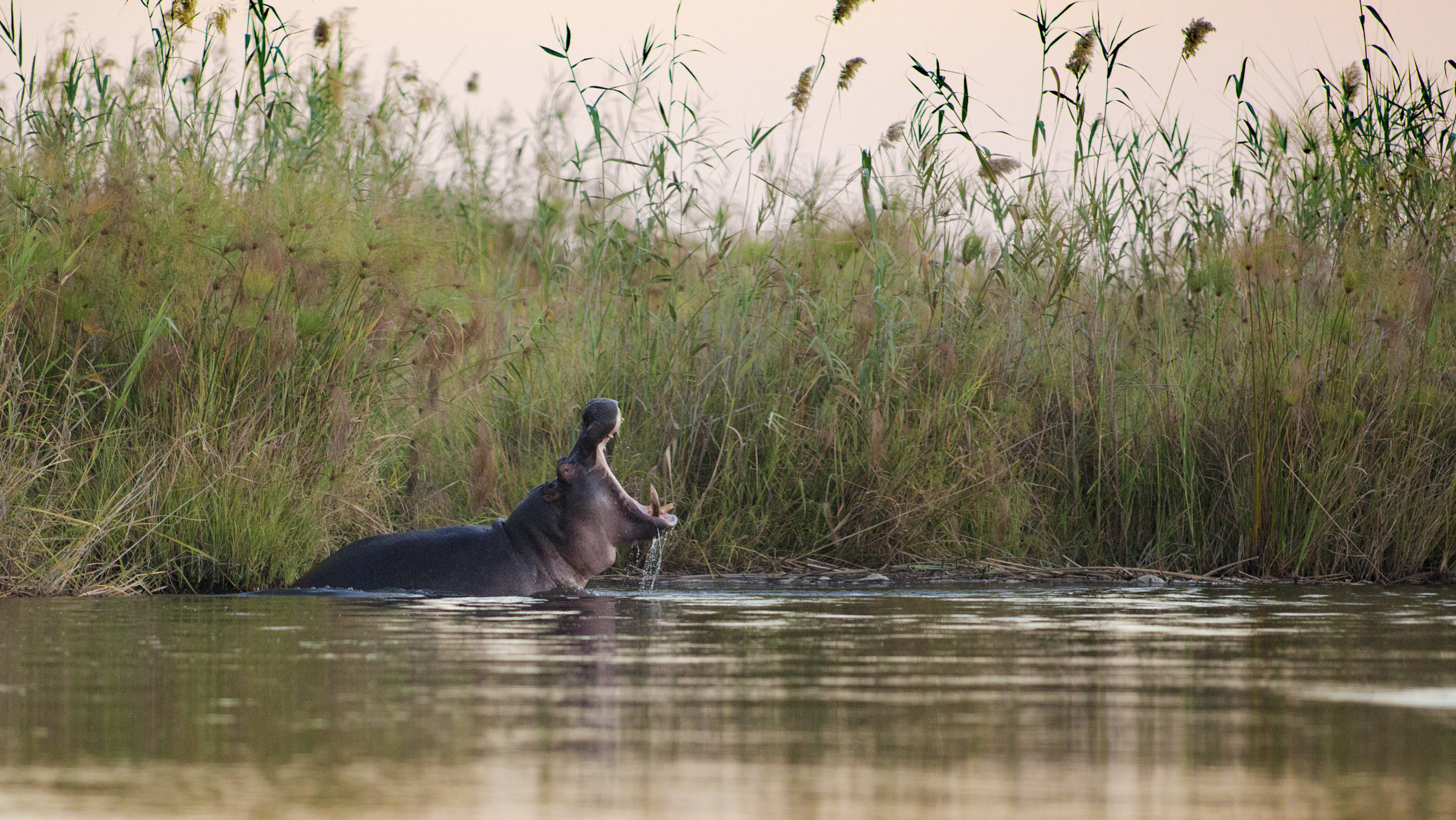 Rondreis Namibië, Caprivi, rivier met nijlpaard