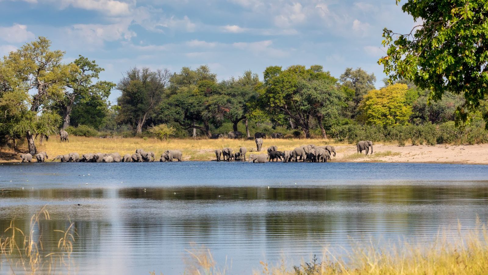 Rondreis Namibië, Caprivi, rivier met olifanten