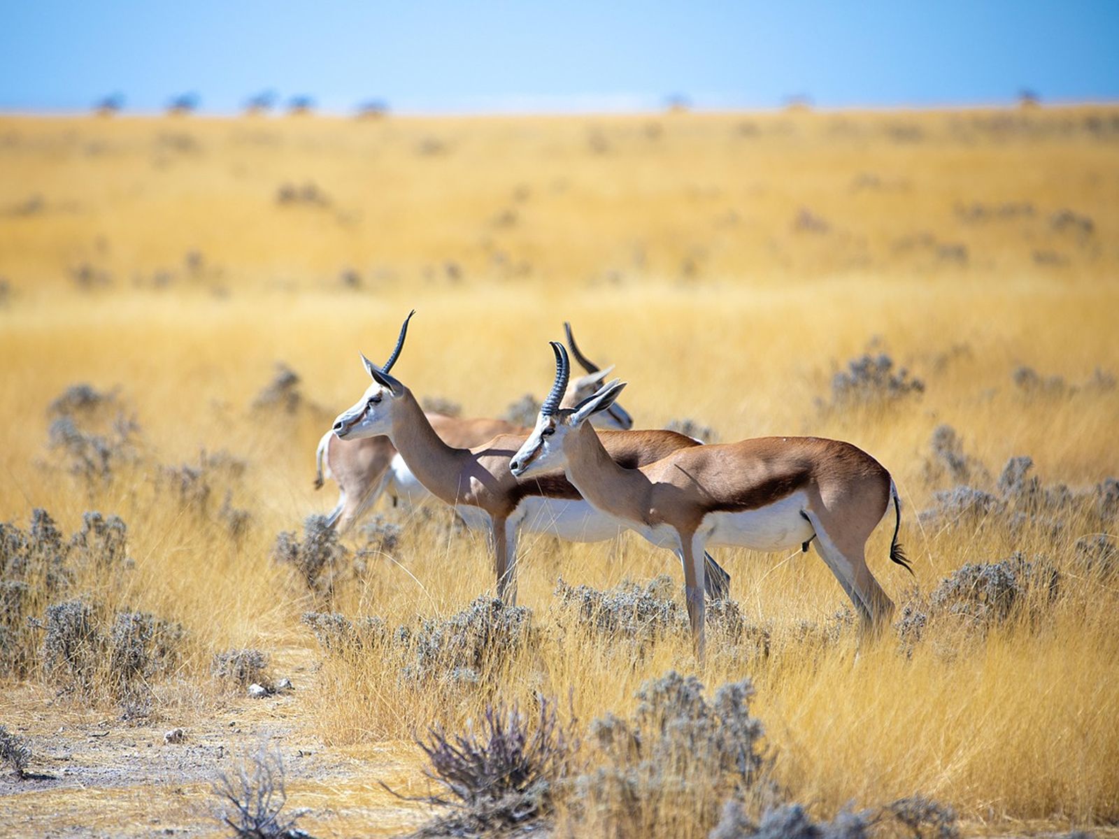 Rondreis Namibië, Etosha National Park, antilopes op een gele grasvlakte