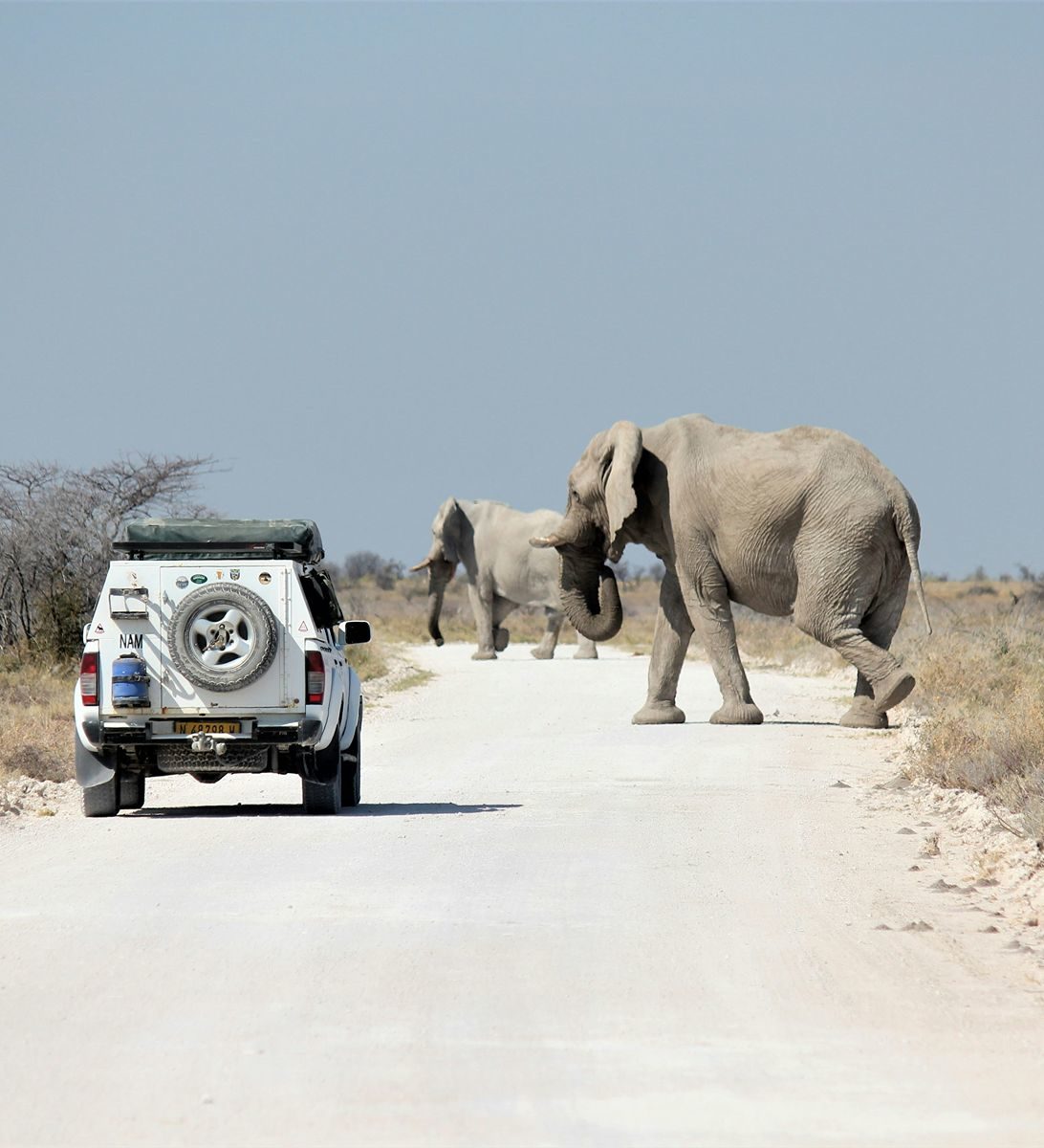 Rondreis-Namibie-Etosha-National-Park-safari-auto-en-olifanten-op-de-weg