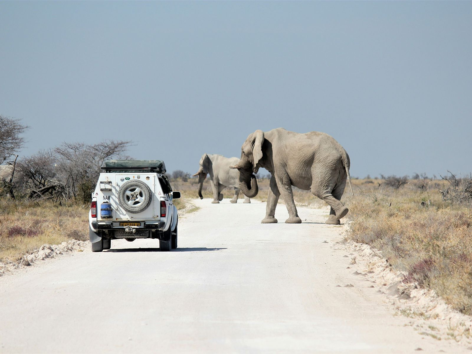 Rondreis Namibië, Etosha National Park, safari auto en olifanten op de weg