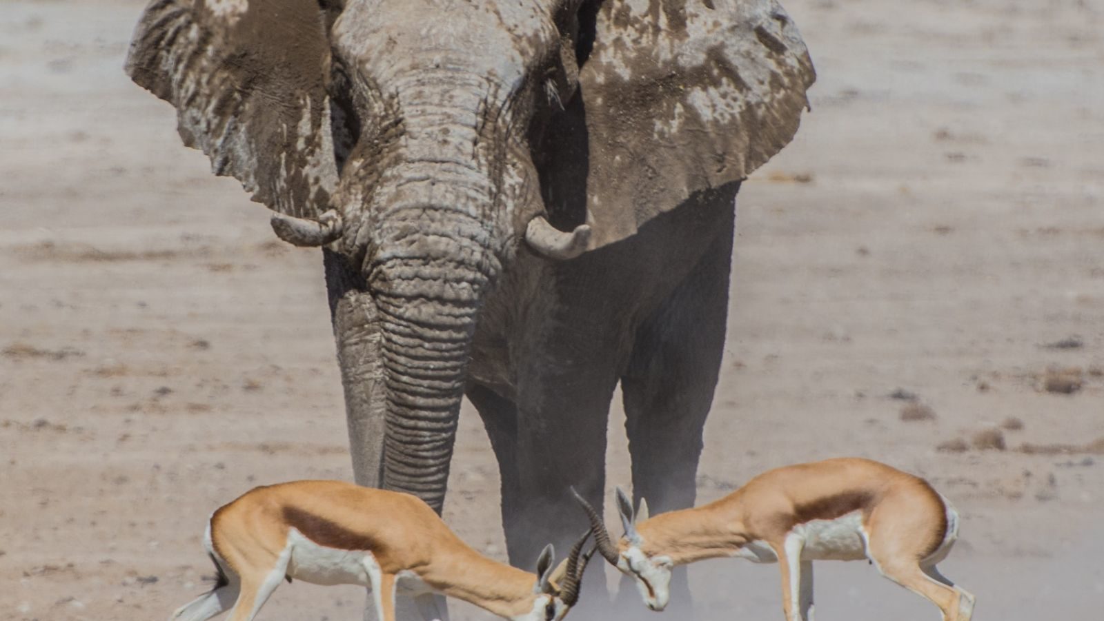Rondreis Namibië, Etosha, olifant met twee steenbokken
