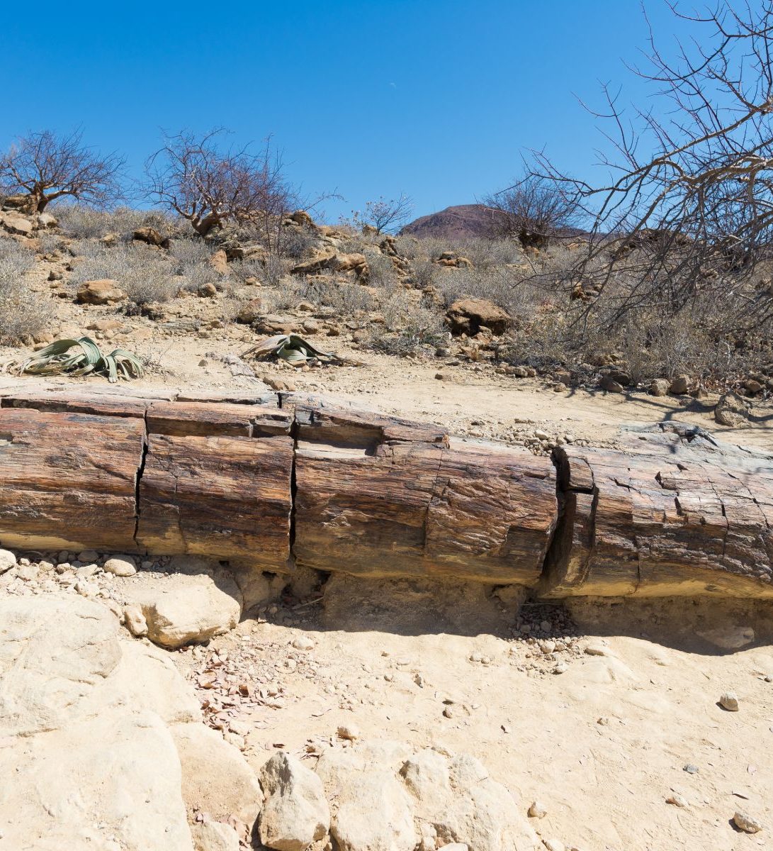 Rondreis-Namibie-Petrified-Forest-eeuwenoude-boomstam-in-national-park