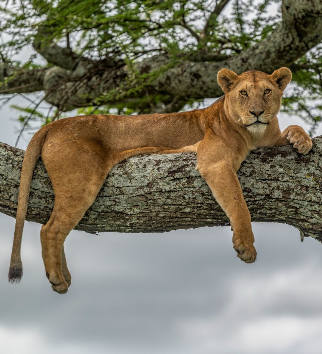 Rondreis-Tanzania-Lake-Manyara-National-Park-boomklimmende-leeuw