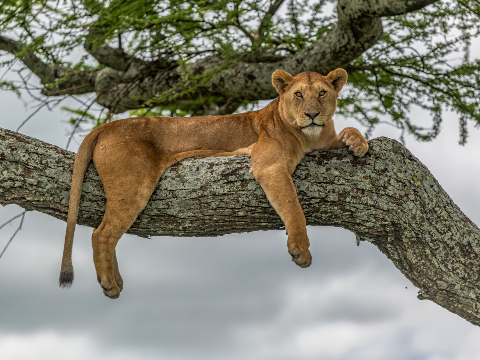 Rondreis Tanzania, Lake Manyara National Park, boomklimmende leeuw