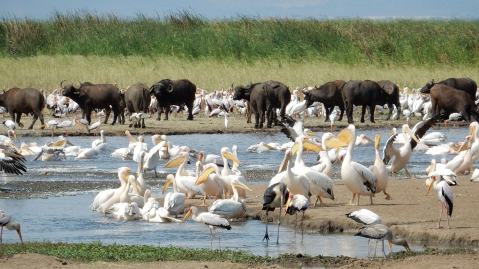 Rondreis Tanzania, Manyara, Pelikanen