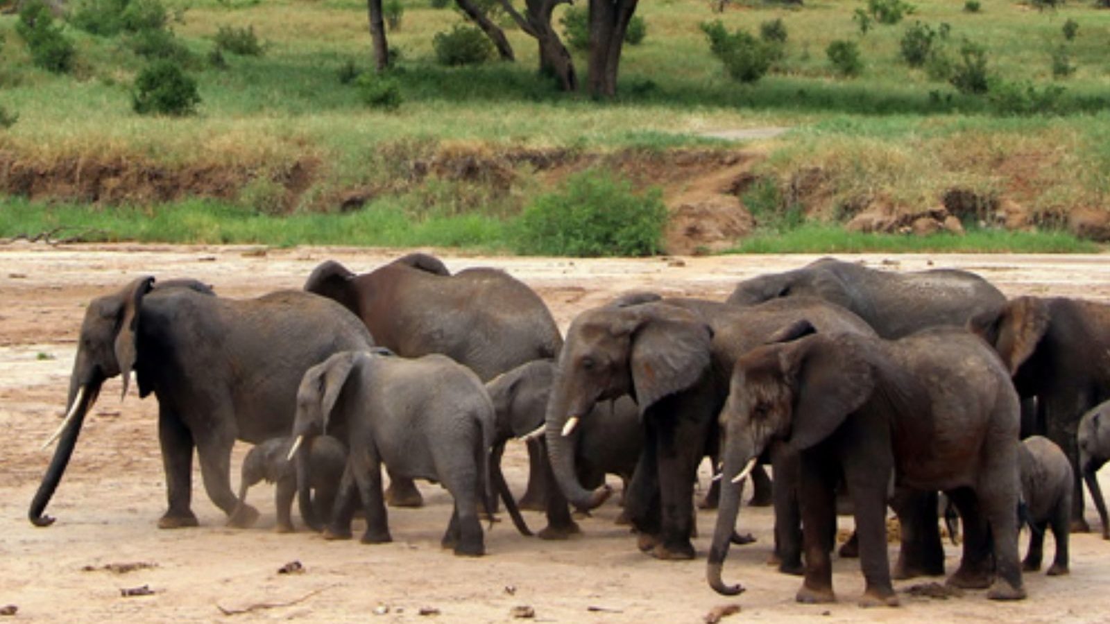 Rondreis Tanzania, Tarangire National Park, Kudde Olifanten