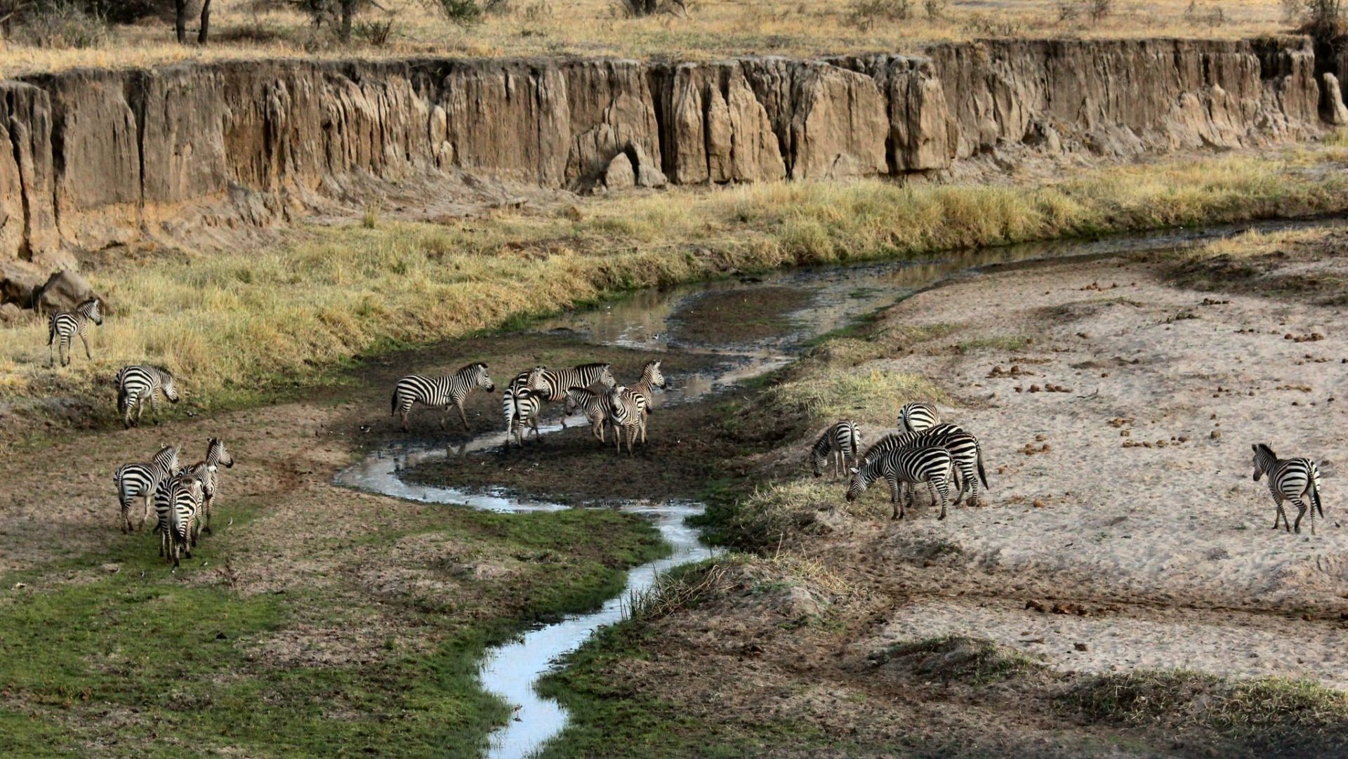 Rondreis Tanzania, Tarangire National Park, Zebra's