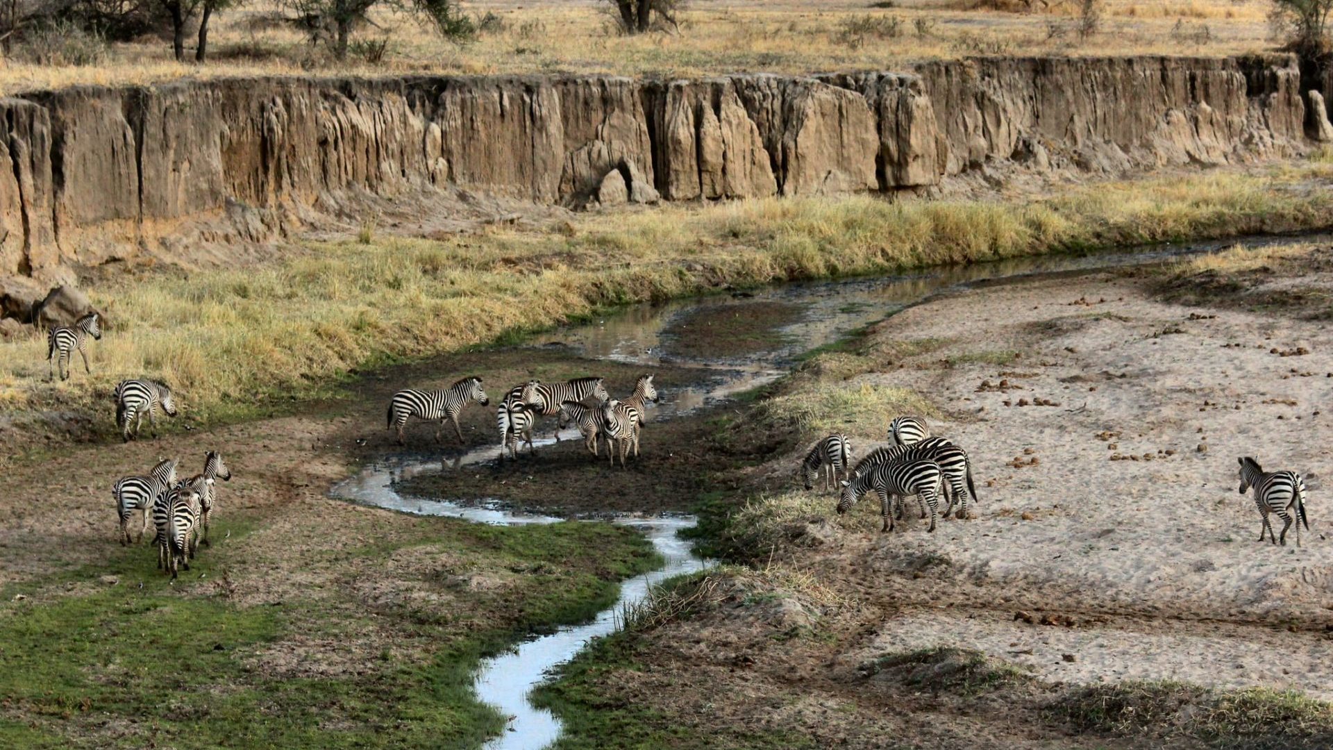 Rondreis Tanzania, Tarangire National Park, Zebra's