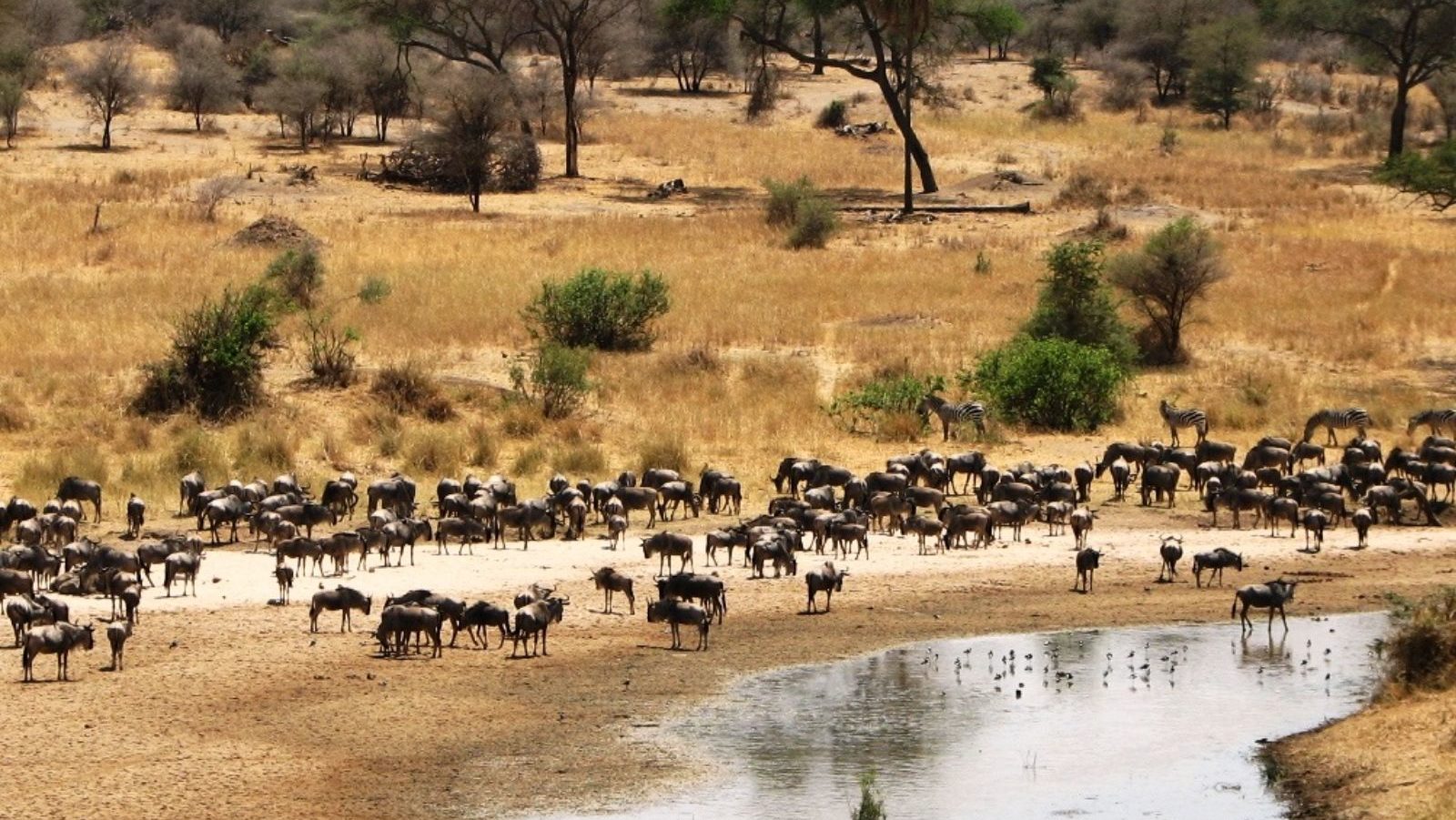 Rondreis Tanzania, Tarangire National Park, kudde gnoes