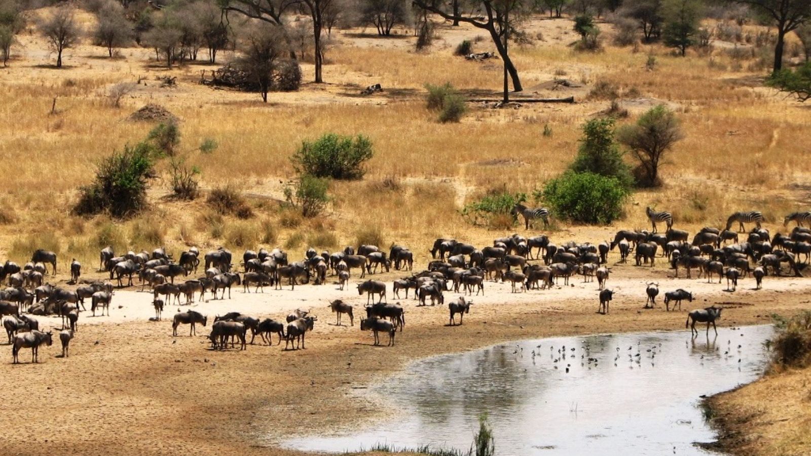 Rondreis Tanzania, Tarangire National Park, kudde gnoes