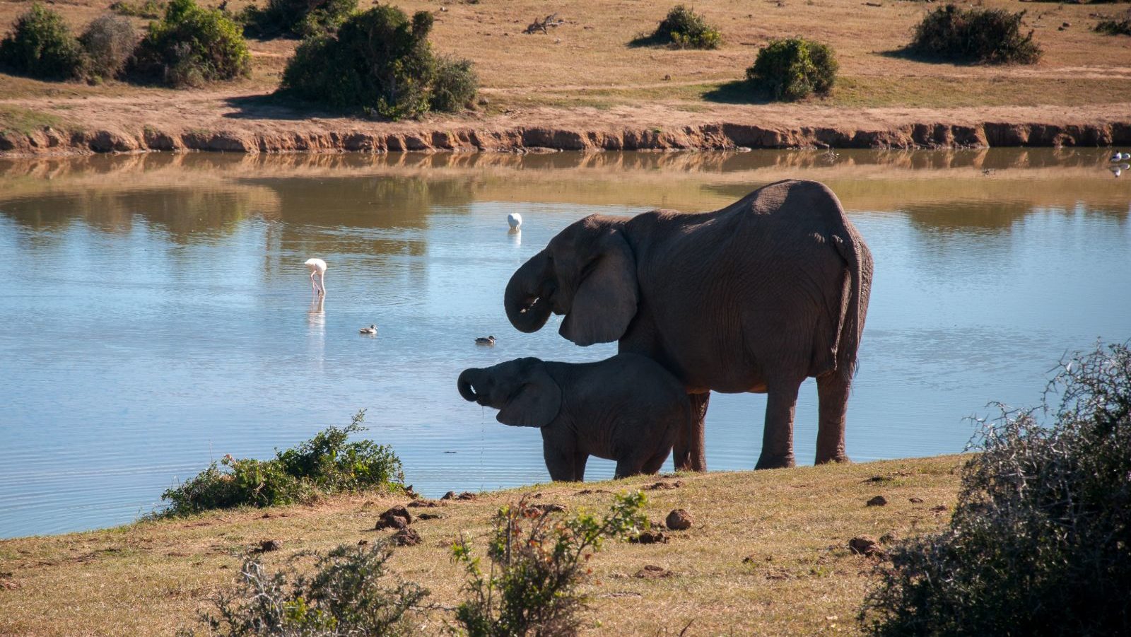 Rondreis Zuid-Afrika, Addo National Park, Olifanten bad