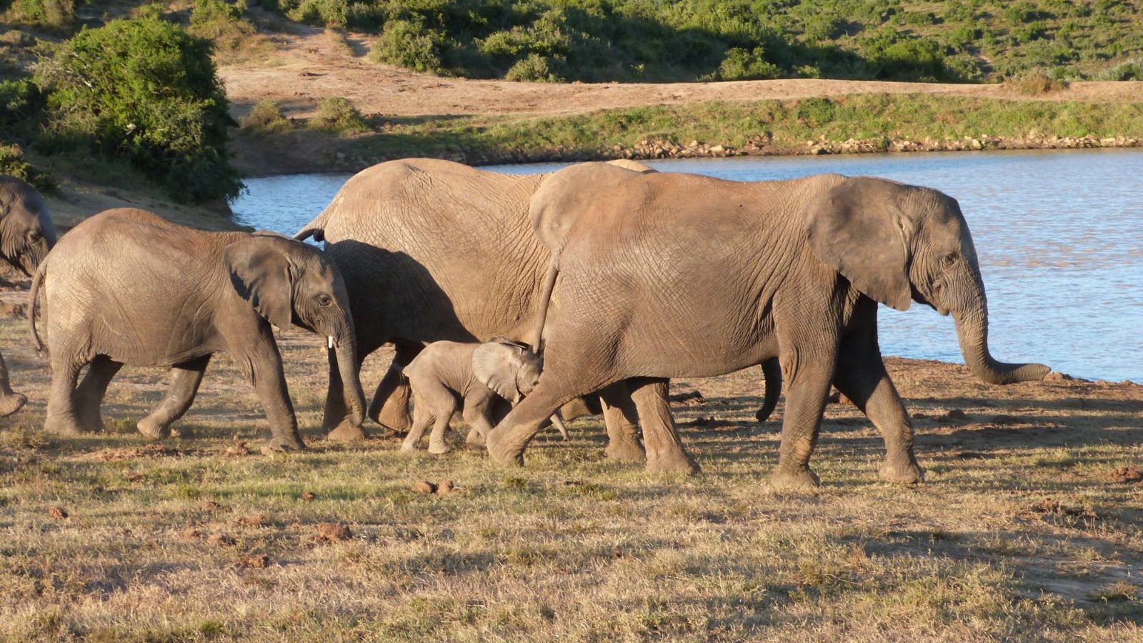 Rondreis Zuid-Afrika, Addo National Park, groep olifanten