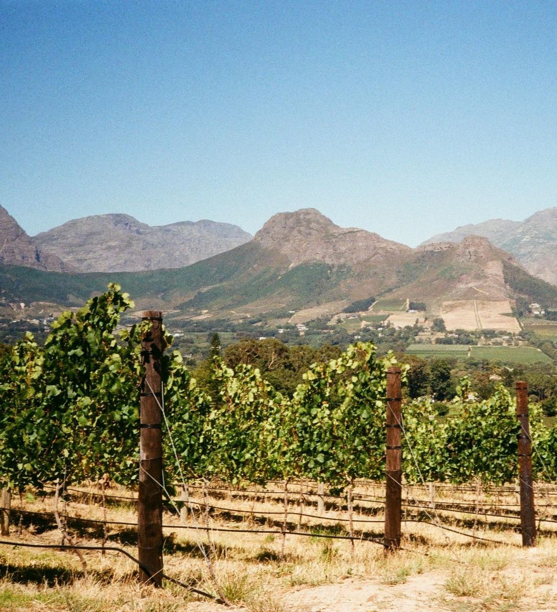 Rondreis-Zuid-Afrika-Franschhoek-wijngaard-met-uitzicht-op-de-bergen