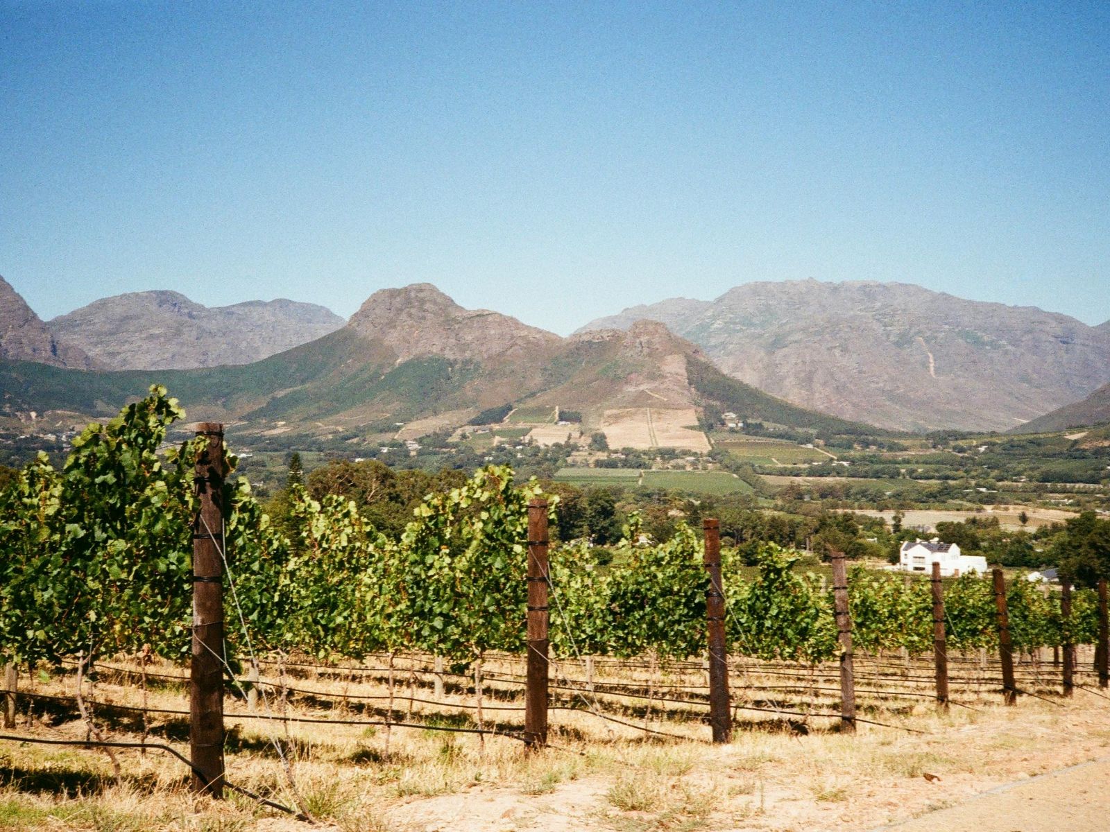 Rondreis Zuid-Afrika, Franschhoek, wijngaard met uitzicht op de bergen