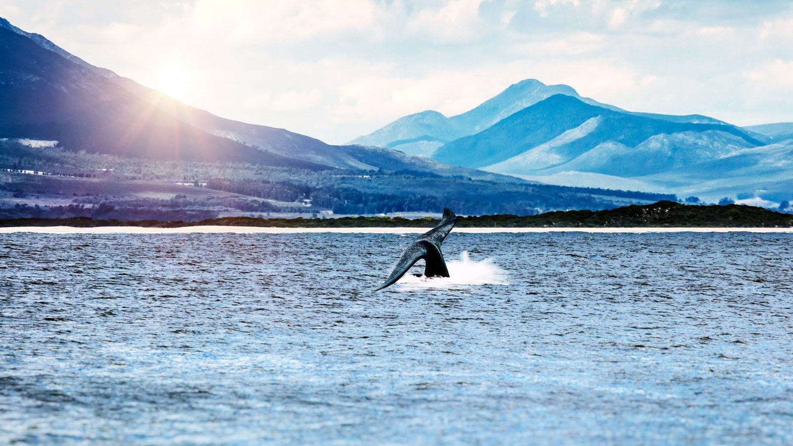 Rondreis Zuid-Afrika, Hermanus, Walvis staart