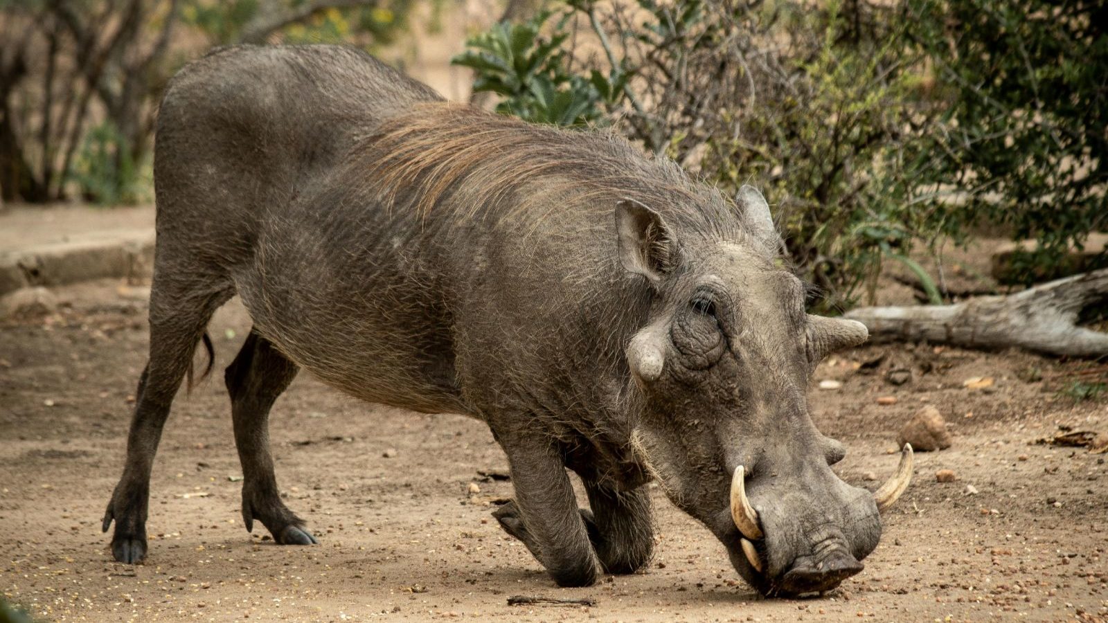 Rondreis Zuid- Afrika, Hoedspruit, warthog