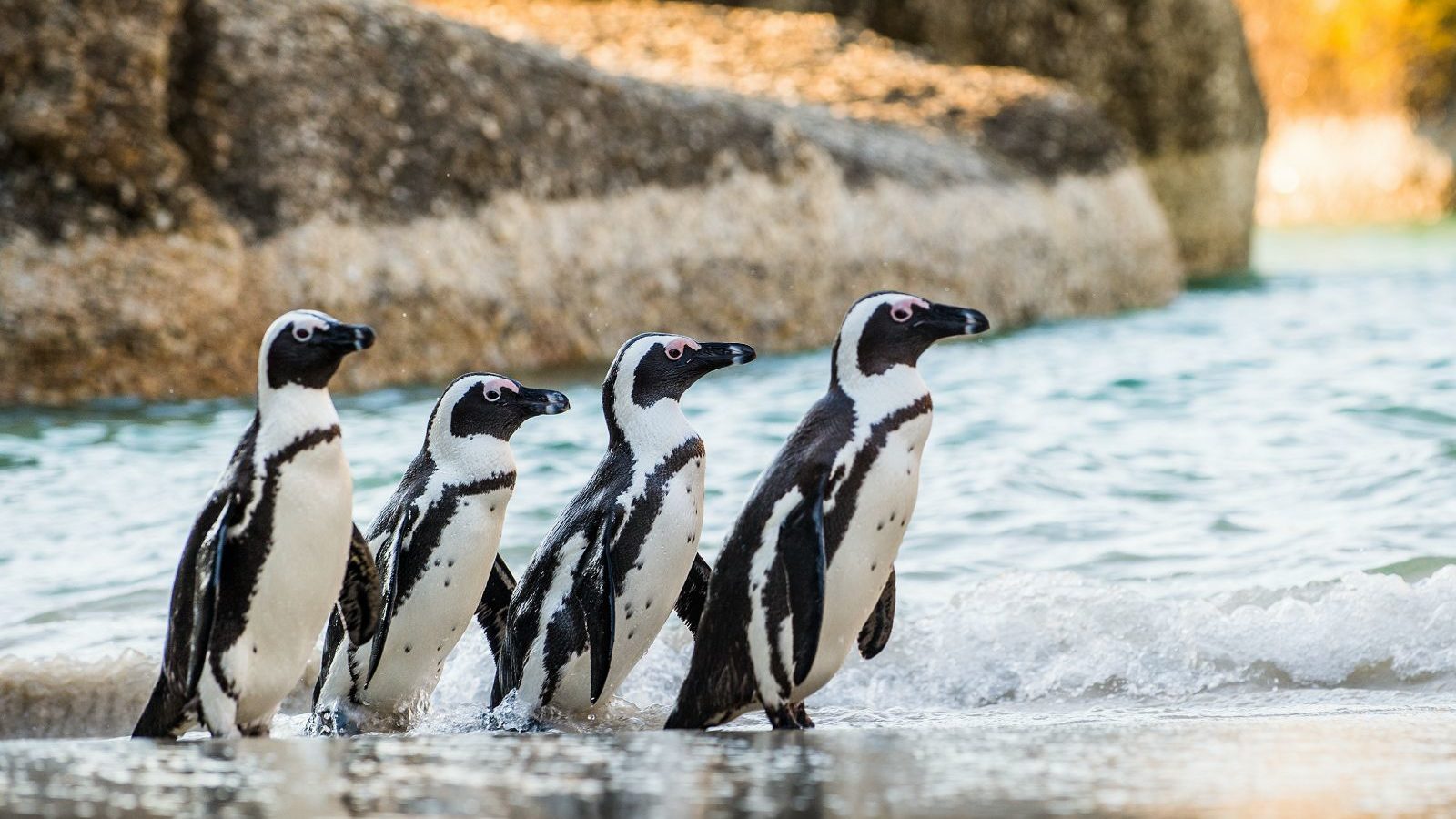 Rondreis Zuid- Afrika, Kaapstad, Pinguins