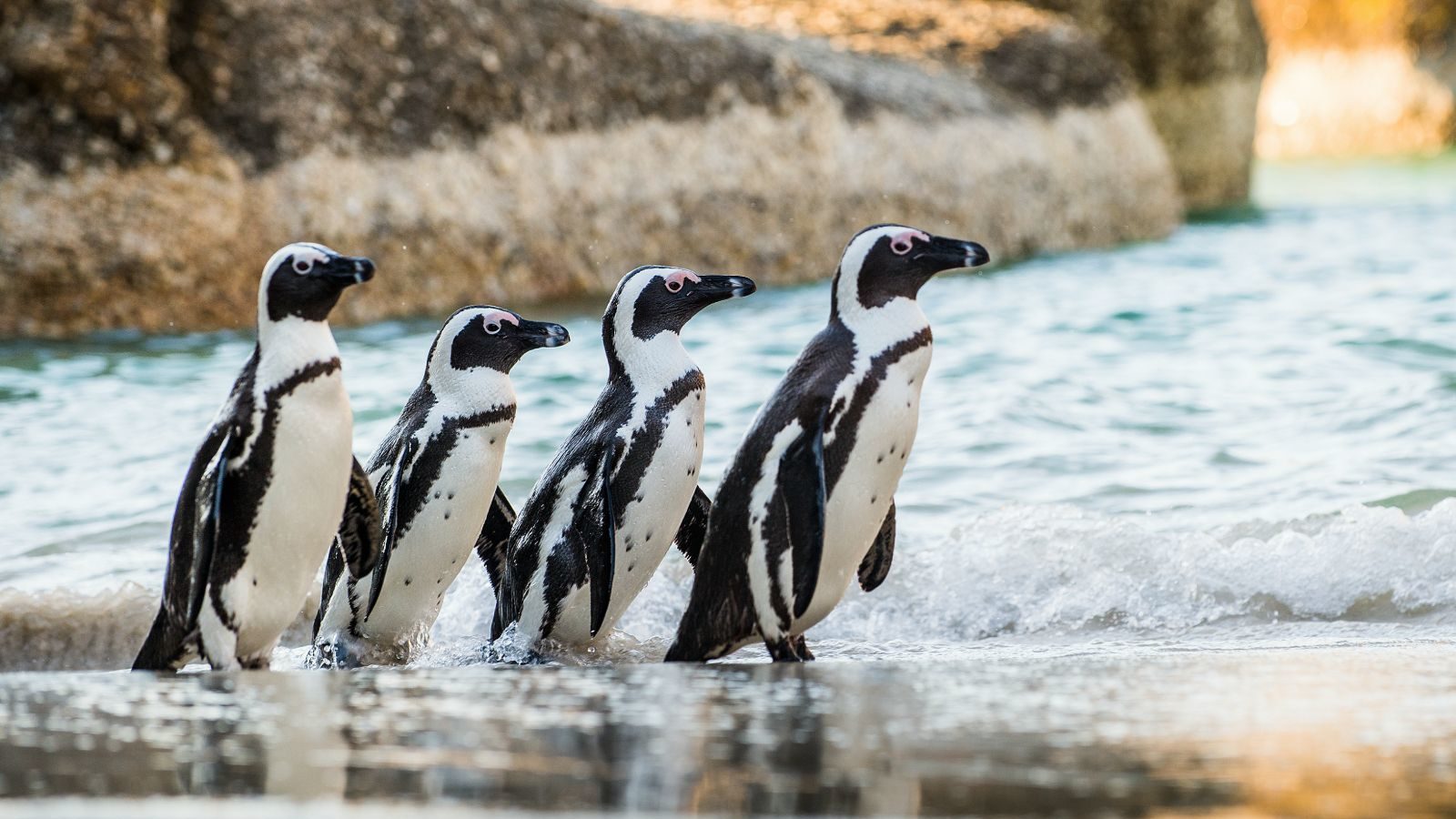 Rondreis Zuid- Afrika, Kaapstad, Pinguins