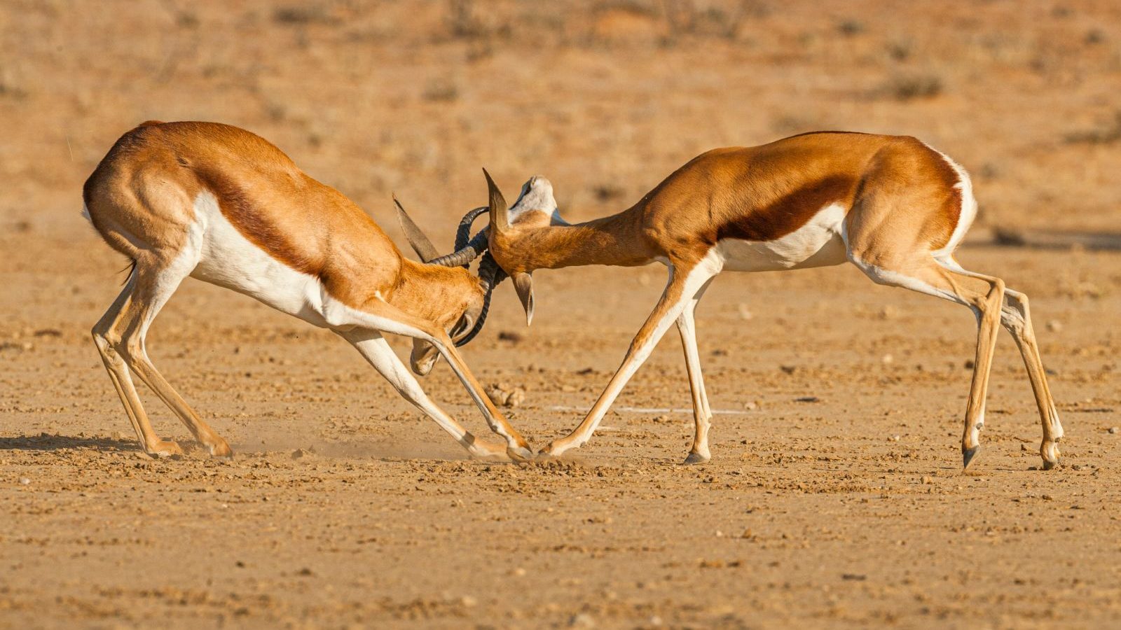 Rondreis Zuid-Afrika, Kgalagadi, 2 steenbokken