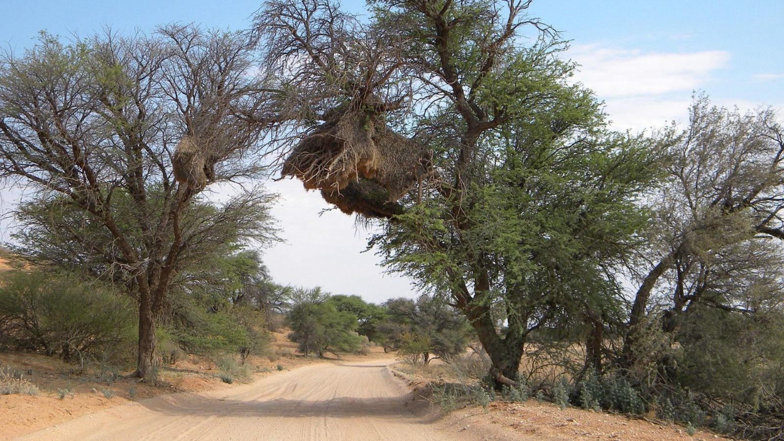 Rondreis Zuid Afrika Kgalagadi vallei met weg en bomen