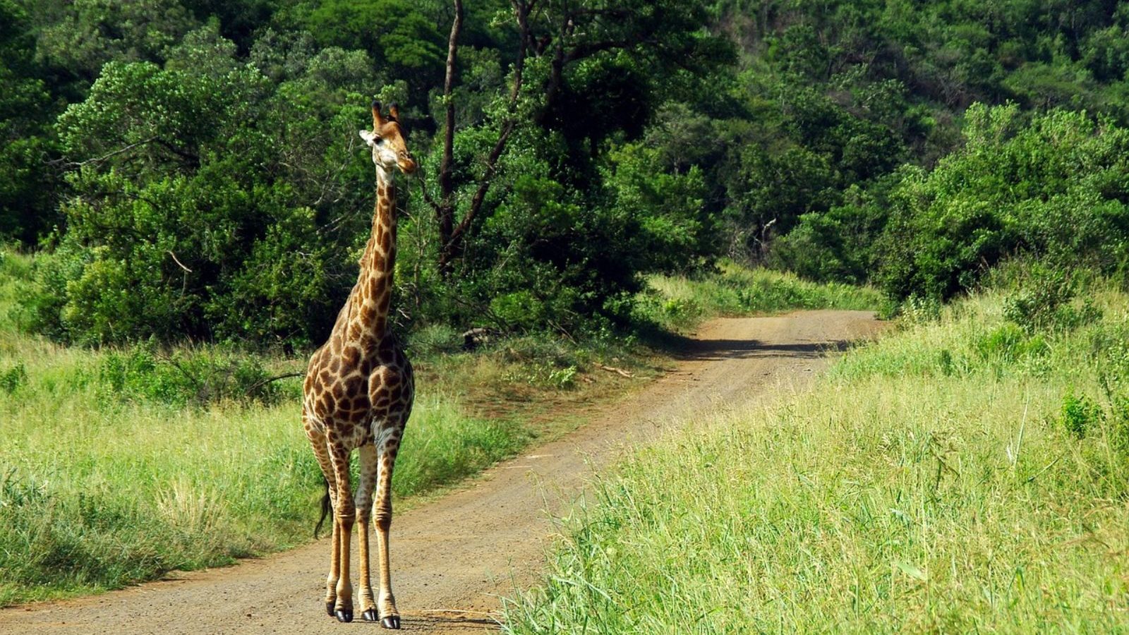 Rondreis Zuid- Afrika, Kruger National Park, Giraffe op pad