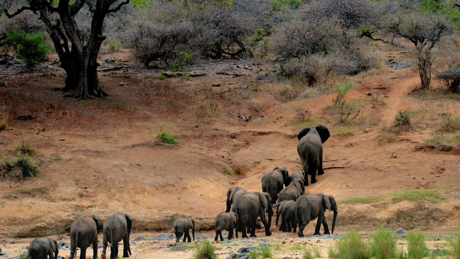 Rondreis Zuid- Afrika, Kruger National Park, olifant kudde